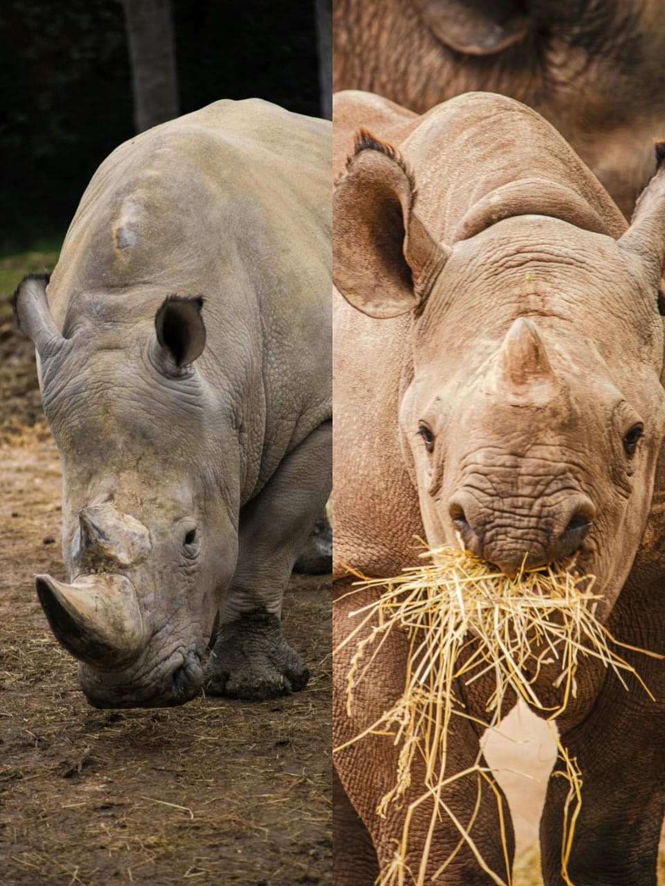 Black Rhino vs White Rhino: Key Differences Every Safari Traveler Should Know