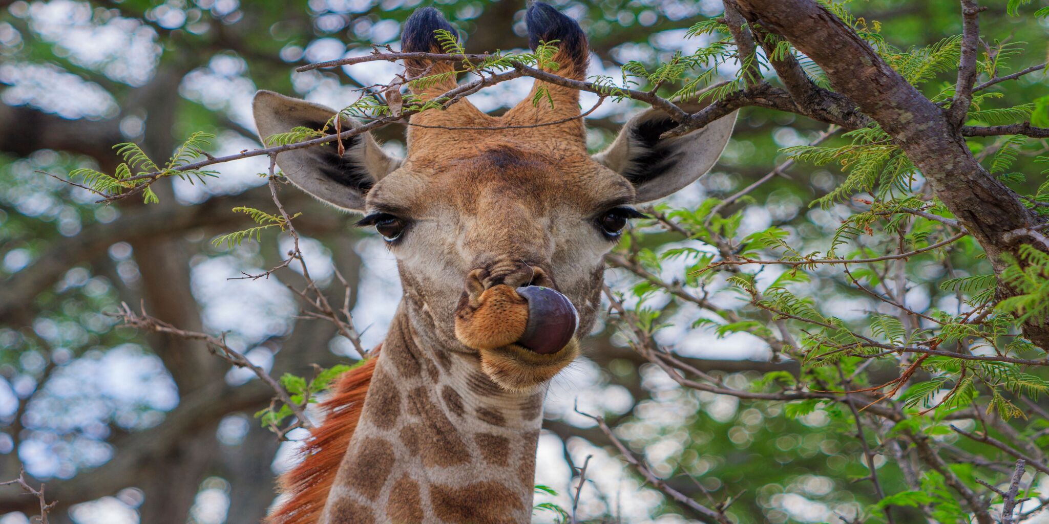Kenya Rift Valley: Africa's Most Spectacular Safari Destination