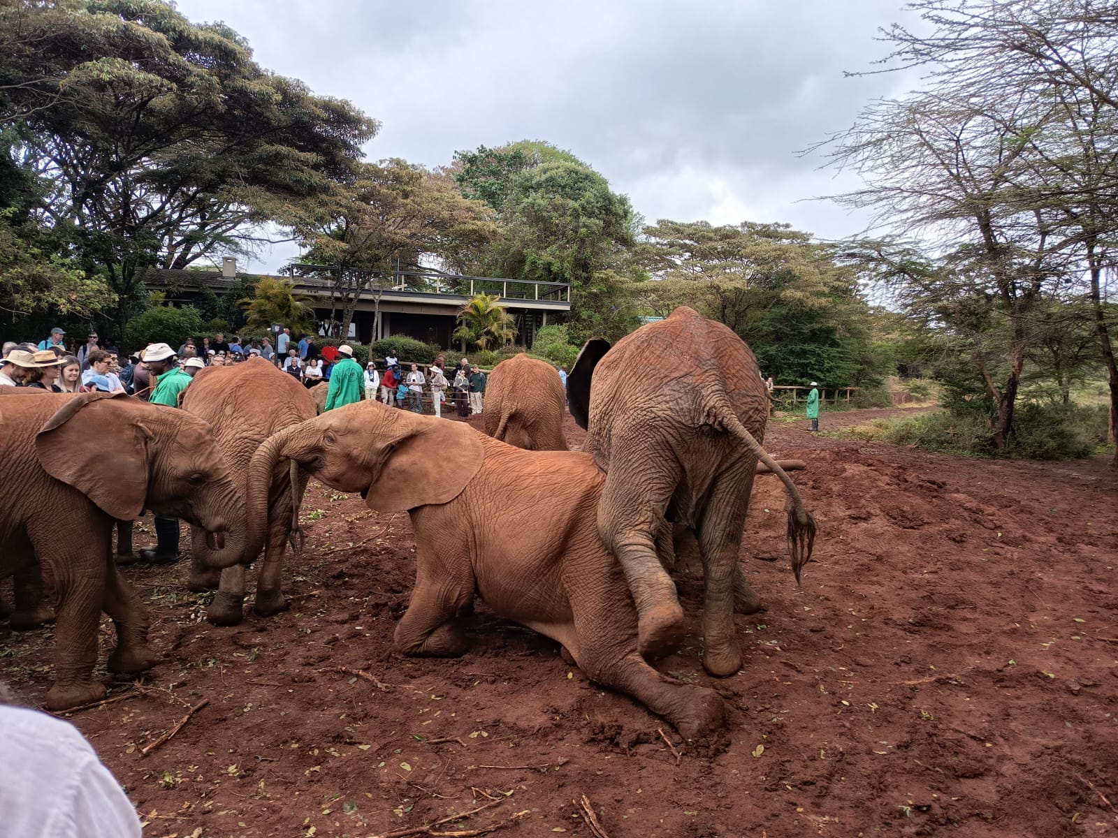 🐘 A Heartfelt Encounter at the Sheldrick Wildlife Trust with Sublime Travel