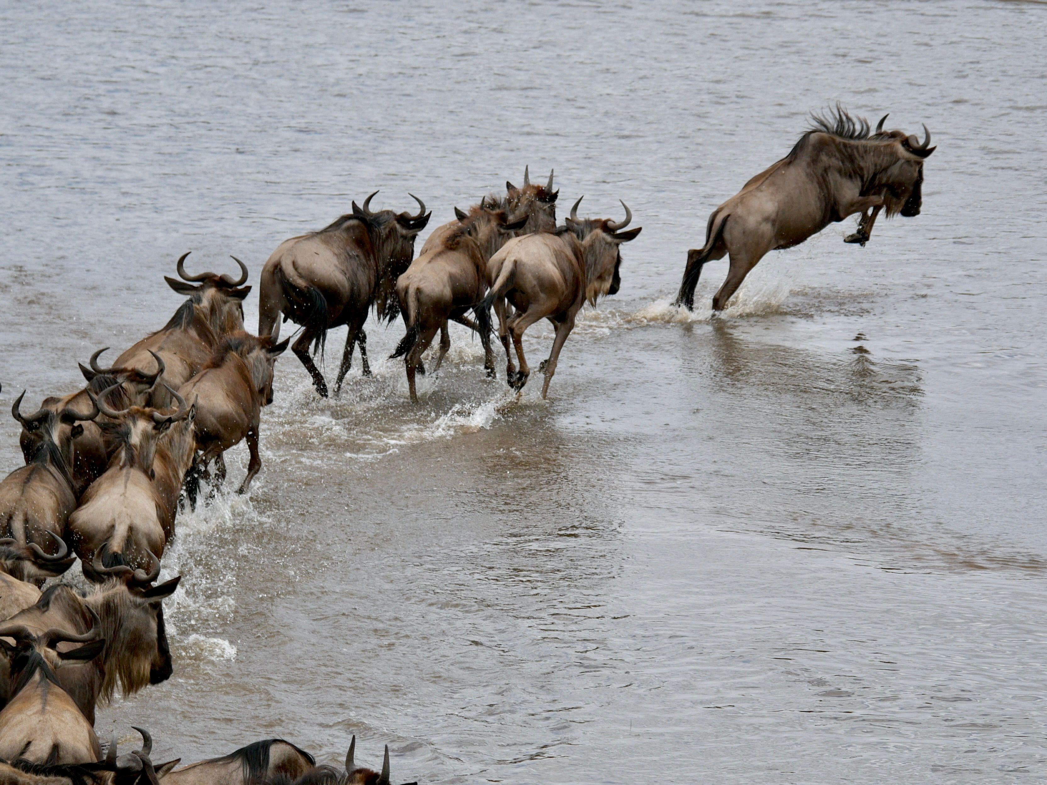 4-Day Maasai Mara Safari: Witness the Great Wildebeest Migration