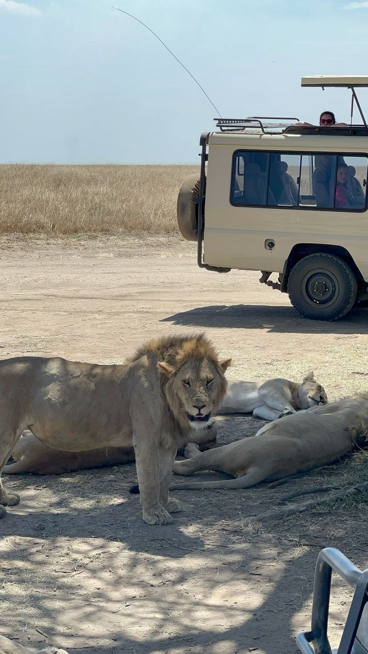 How Many Days Do You Need for a Kenya Safari?