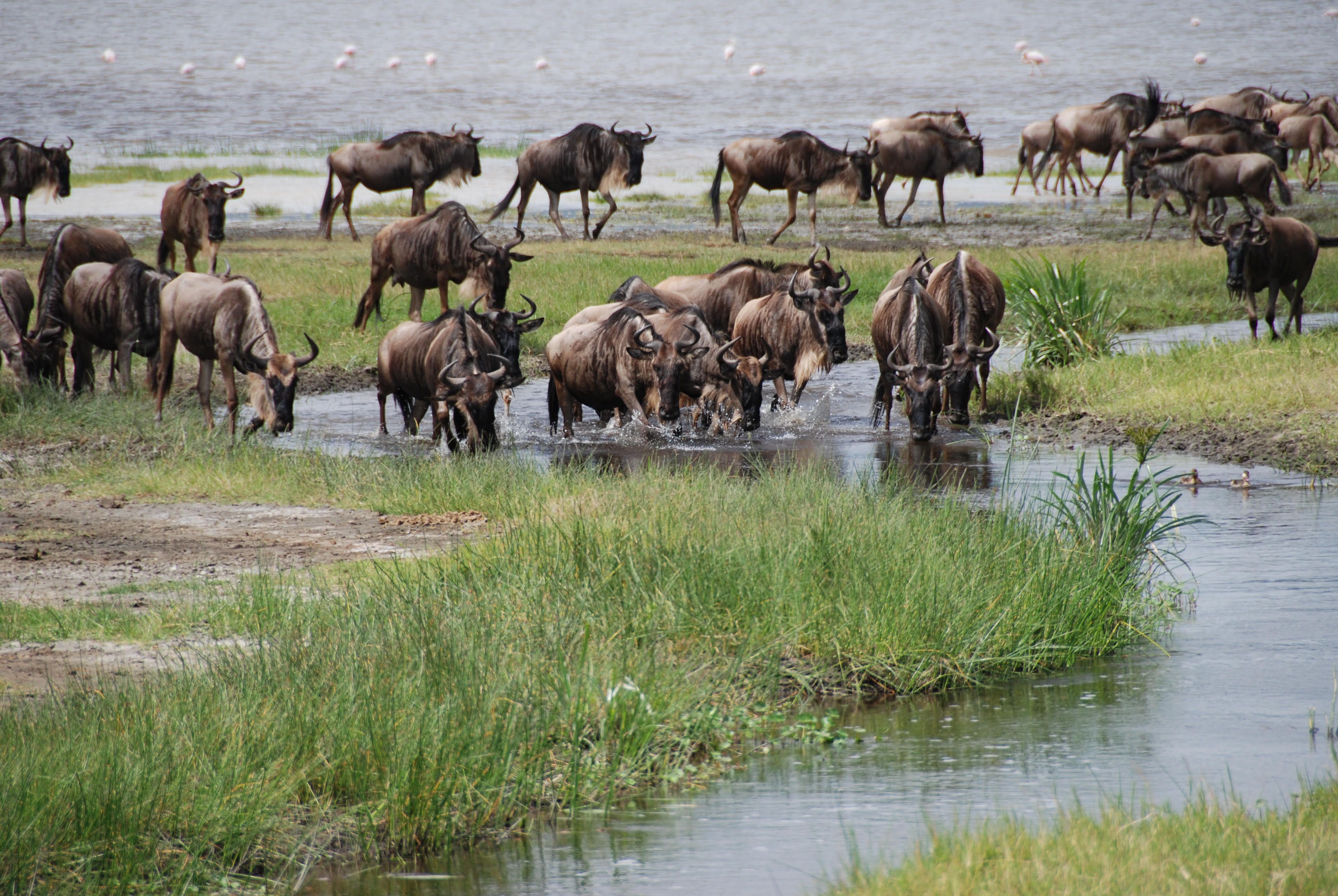 What a Wildebeest Thinks During the Mara River Crossing
