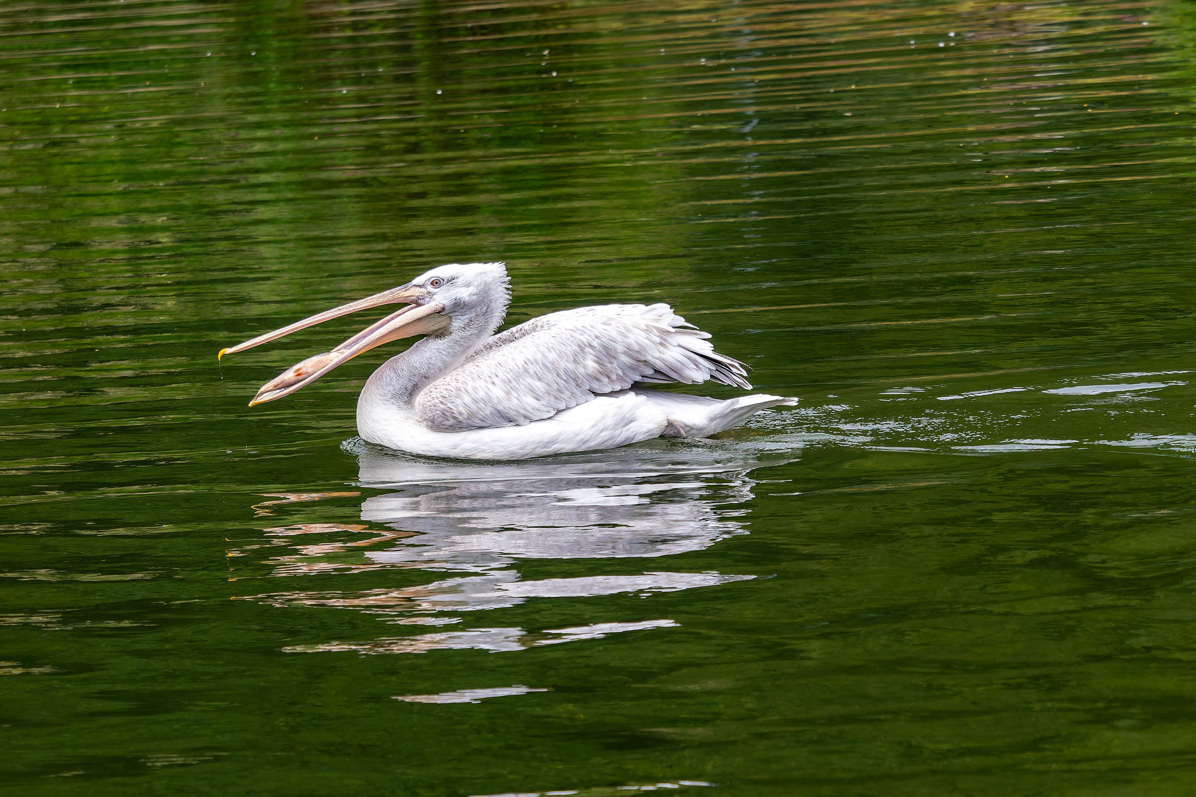 Pelicans of Lake Naivasha: Kenya's Most Underrated Bird Spectacle