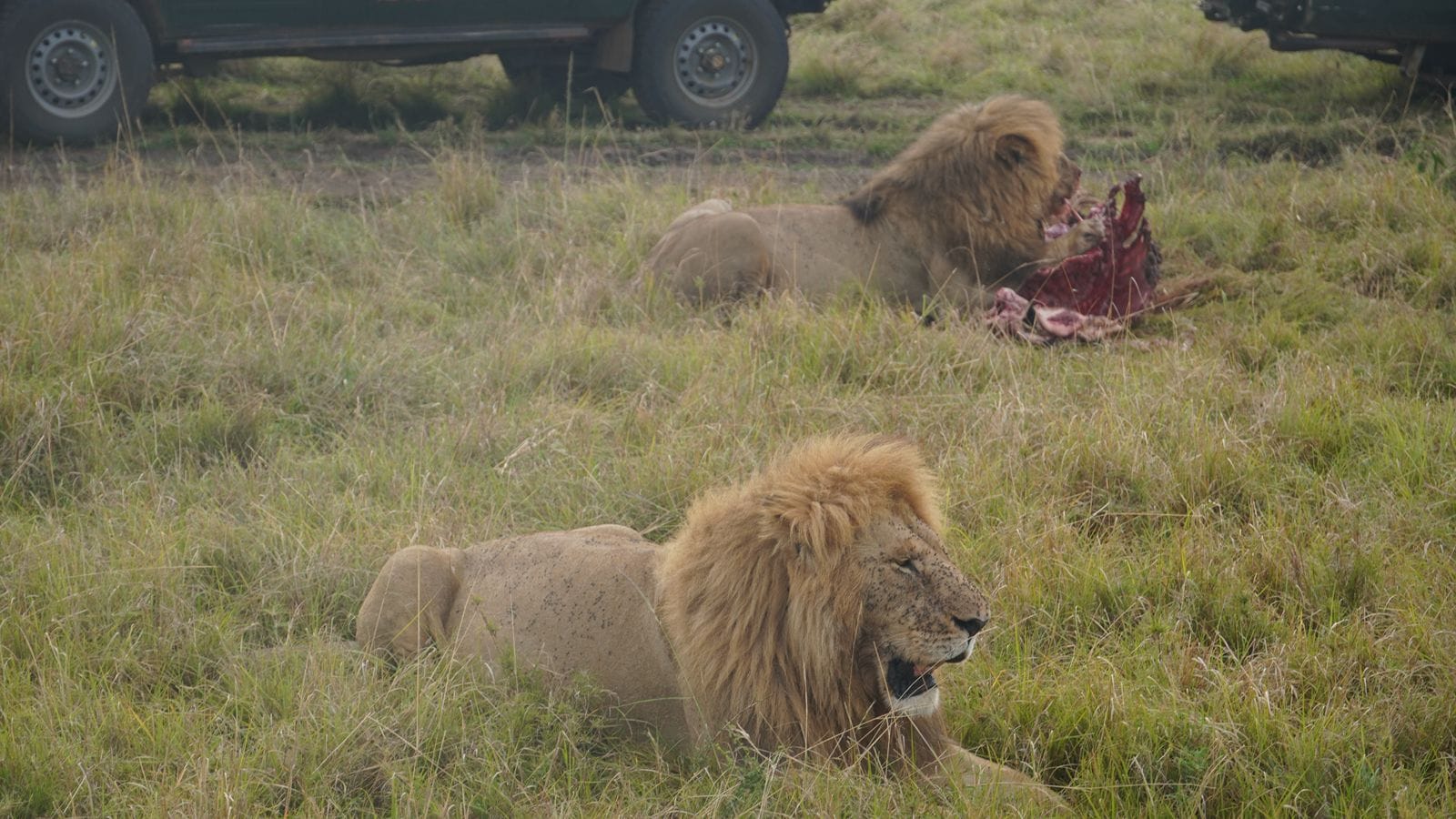Lion Safaris in Africa: Witness the Majestic King of the Savannah