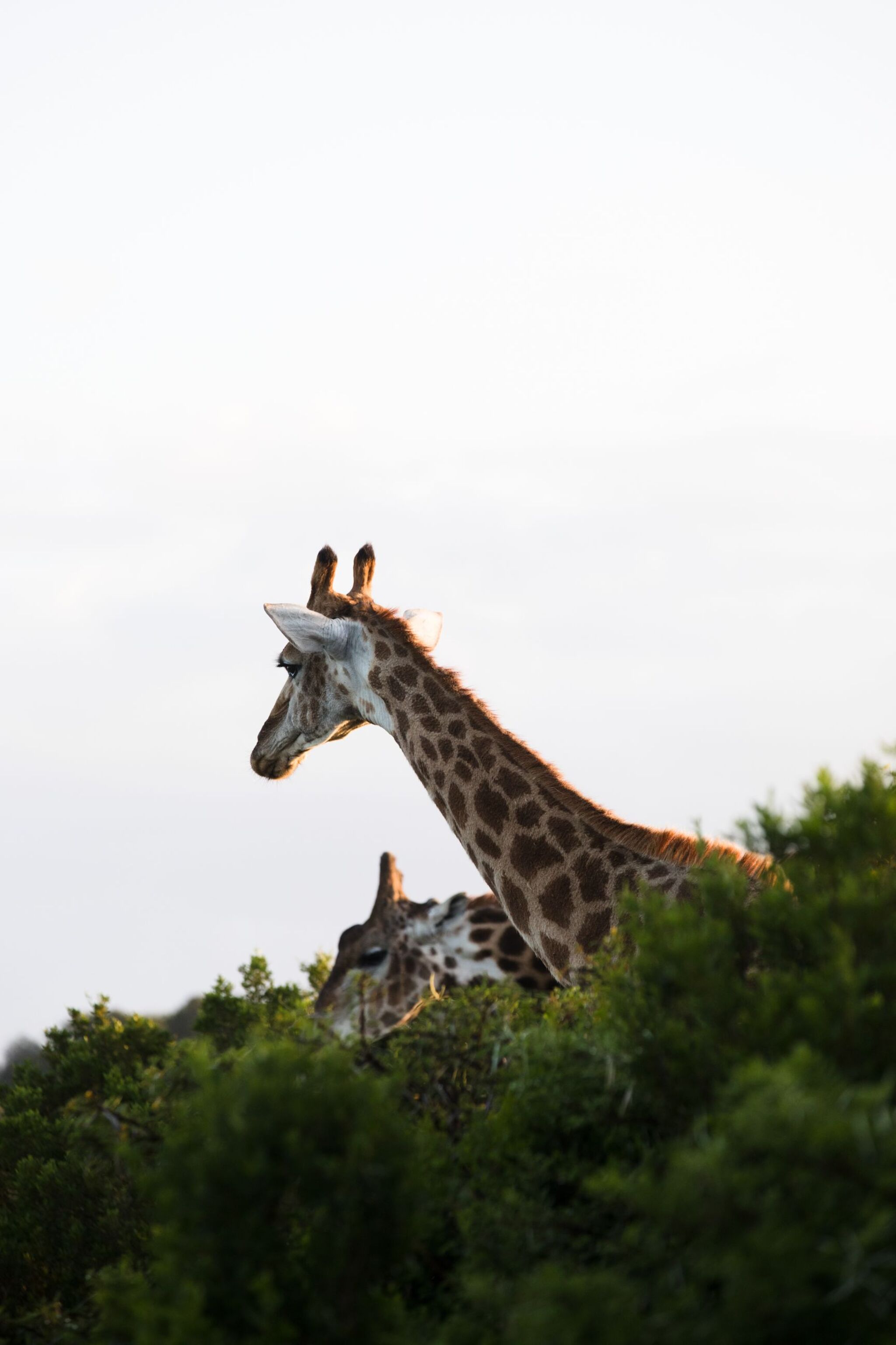 Types of Giraffe in Kenya: A Spot-the-Difference Safari Guide