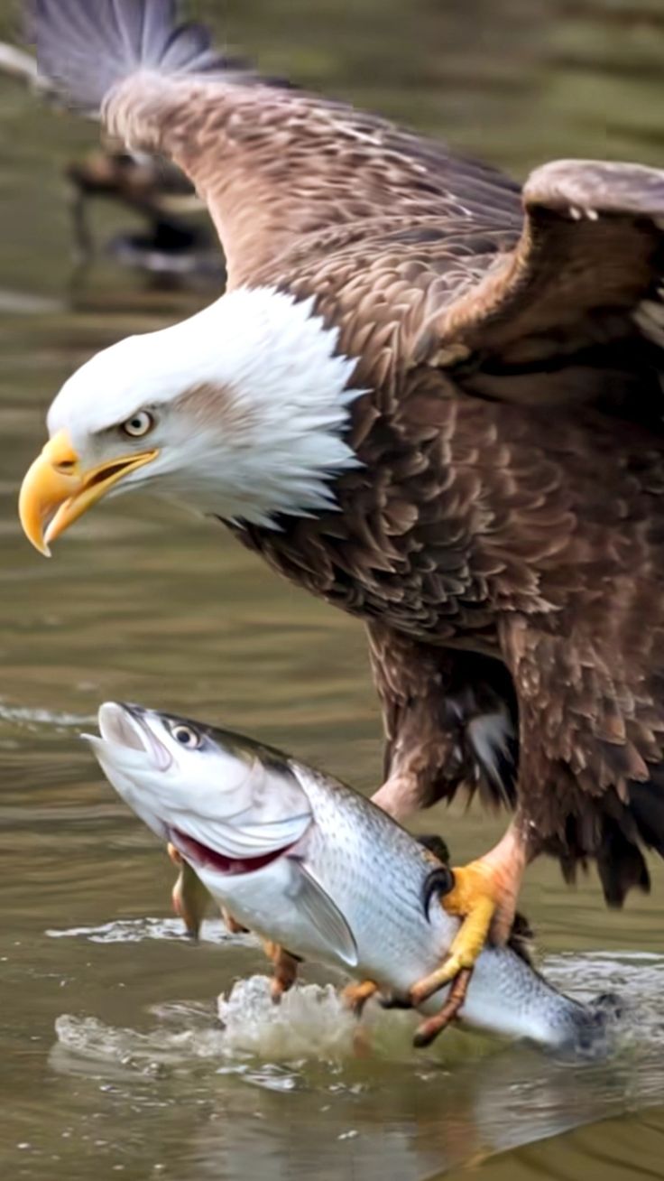 Why Boat Safaris on Lake Naivasha Are Unique