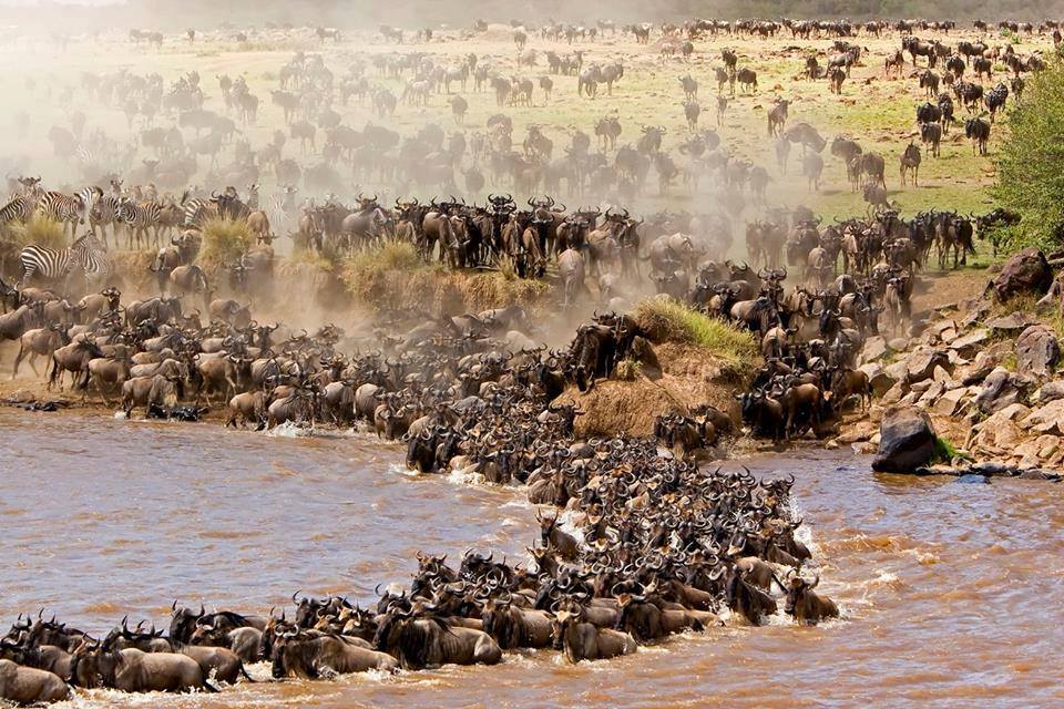 Great Wildebeest Migration: When & Where to See Kenya Tanzania Safari