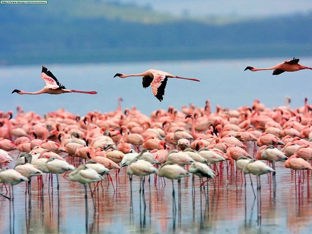 Top 10 National Parks and National Reserves in Kenya for Wildlife Safaris