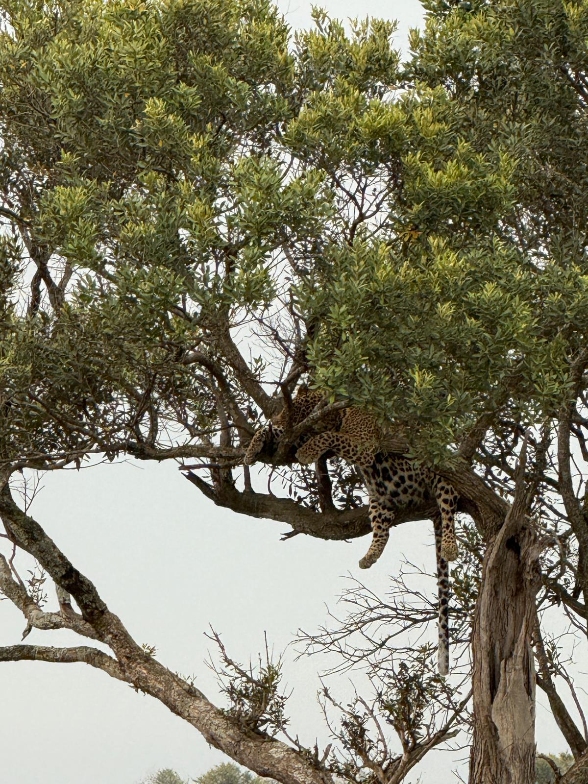 The Leopard Safari: Africa’s Hidden Big Five Gem