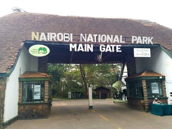 The Urban Wilderness of Nairobi National Park: Lions, Rhinos & City Skylines