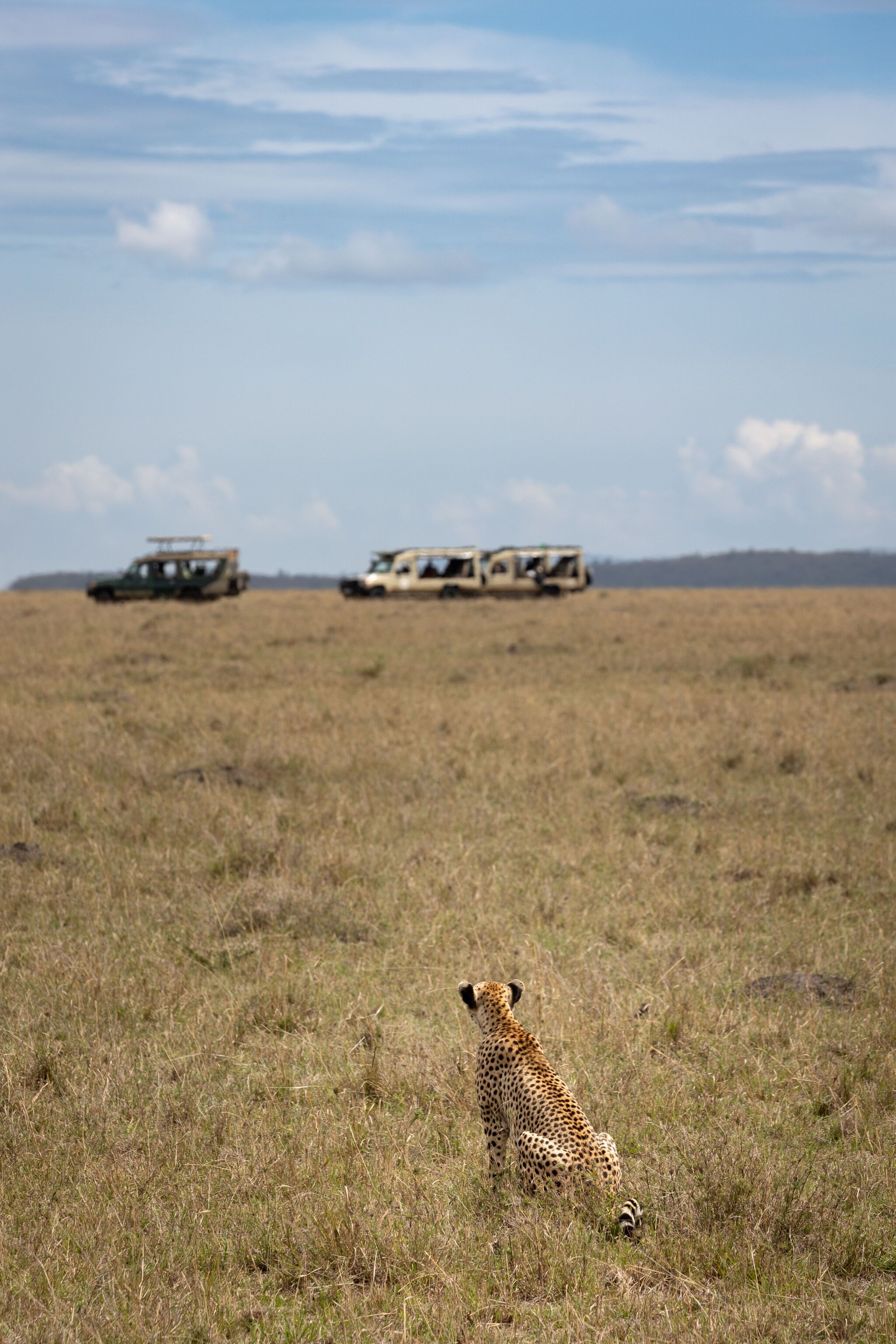 Beyond the Big Five: How Kenya's Tourism Scene Is Diversifying in 2026