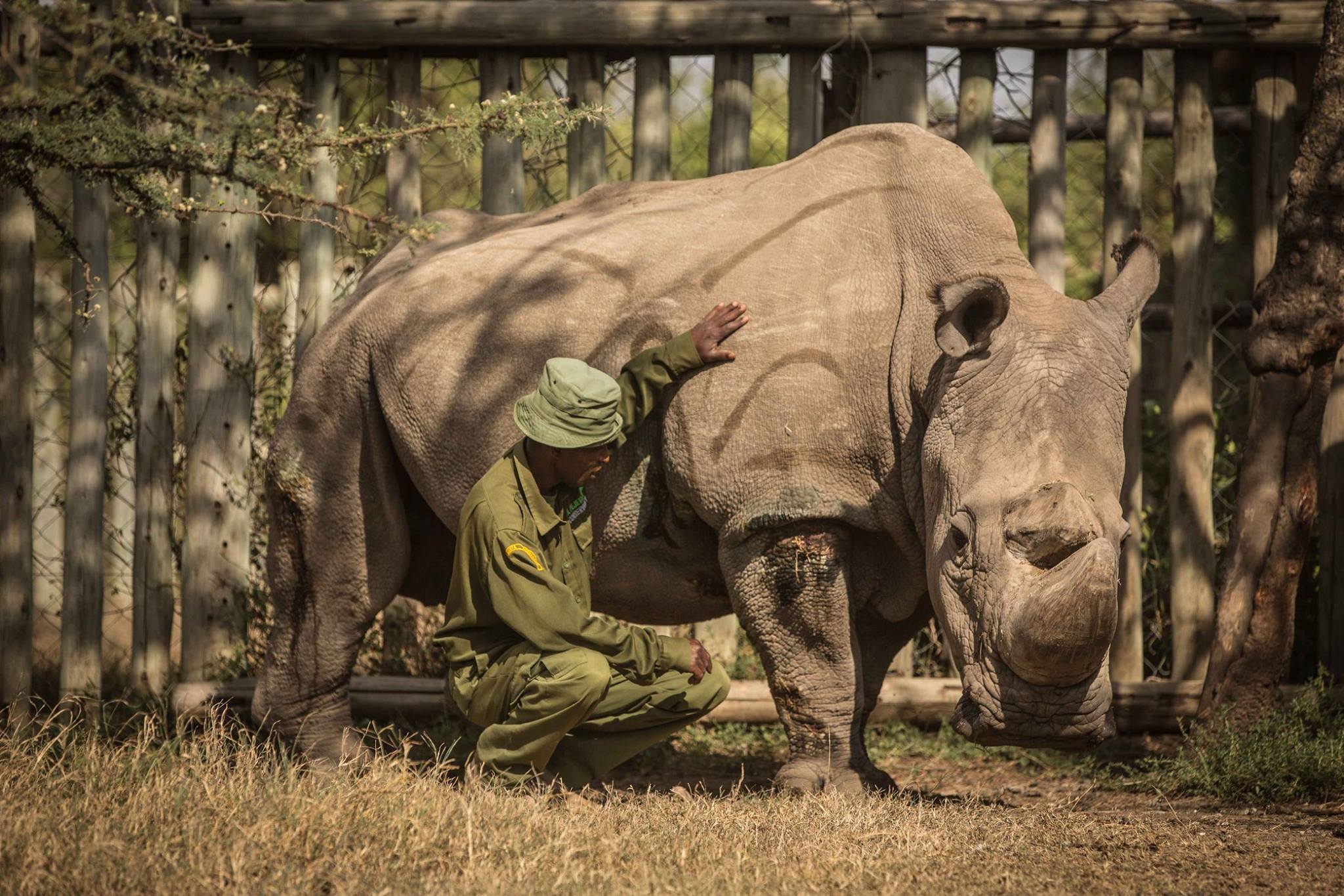 Black Rhino Kenya: Where to See Endangered Rhinos on Safari | Ol Pejeta Guide