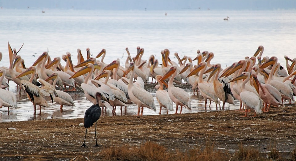 Lake Nakuru National Park: Flamingos, Rhinos & Wildlife Wonders in Kenya