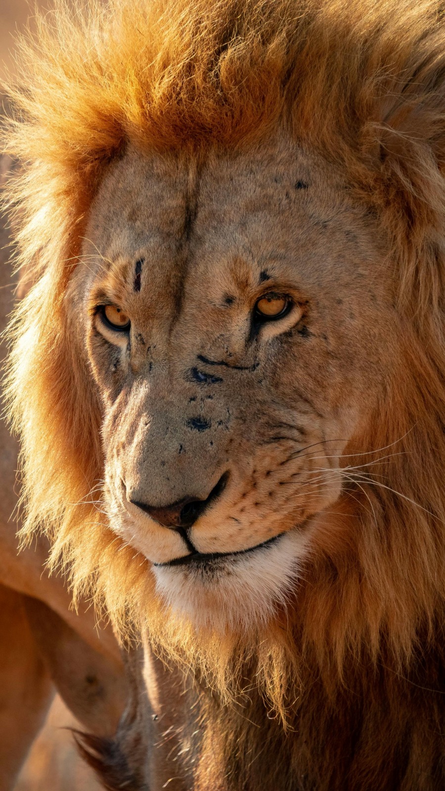 Scarred Lion King: African Safari Wildlife Story & Male Lion Territorial Battles