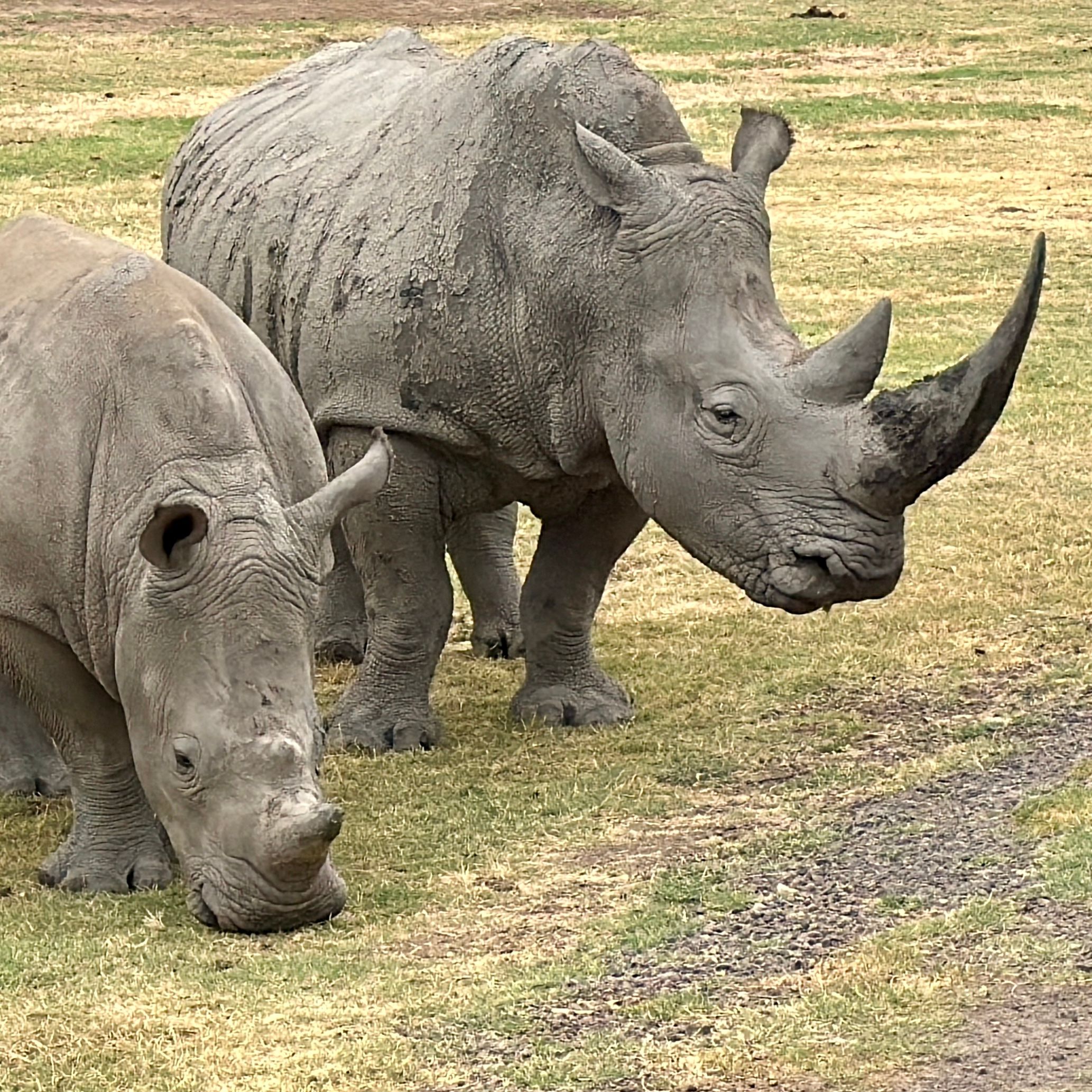 The Dark Side of Poaching: Kenya's Wildlife Crisis and the Fight That Saved the Rhino
