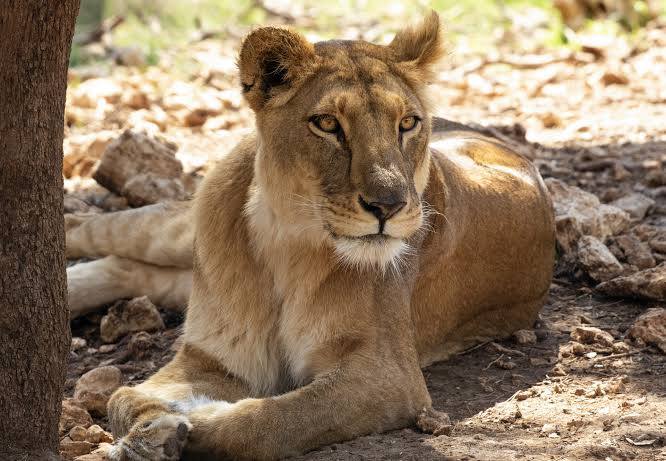 Masai Mara vs Serengeti: Which Safari Is Right for You?