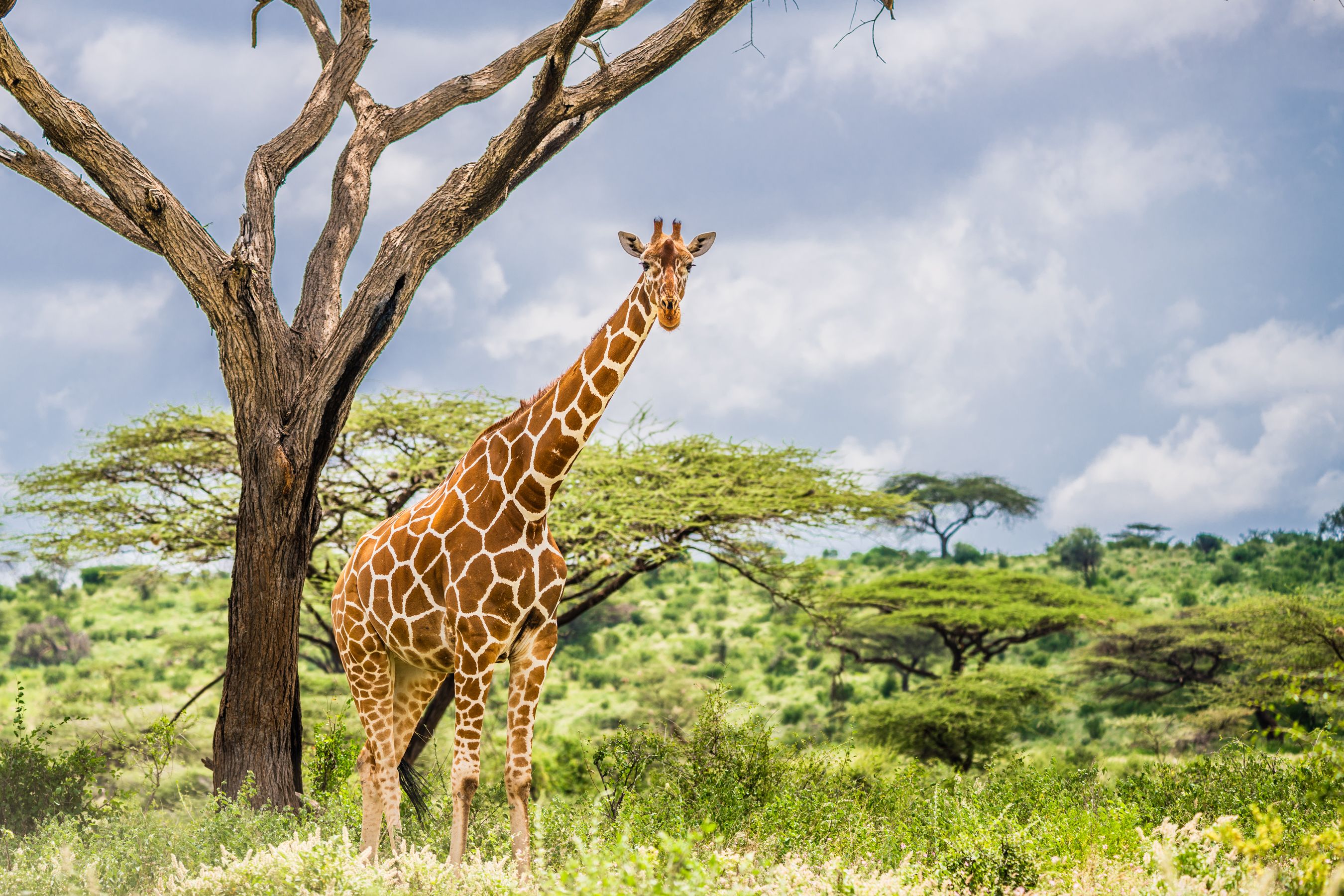 Samburu Kenya Safari: The Ultimate Guide to Northern Kenya's Wild Frontier