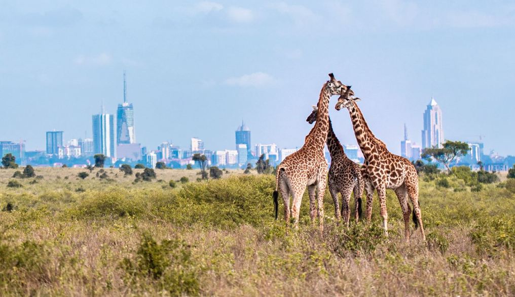 Looking for the best things to do in Nairobi on your first trip?