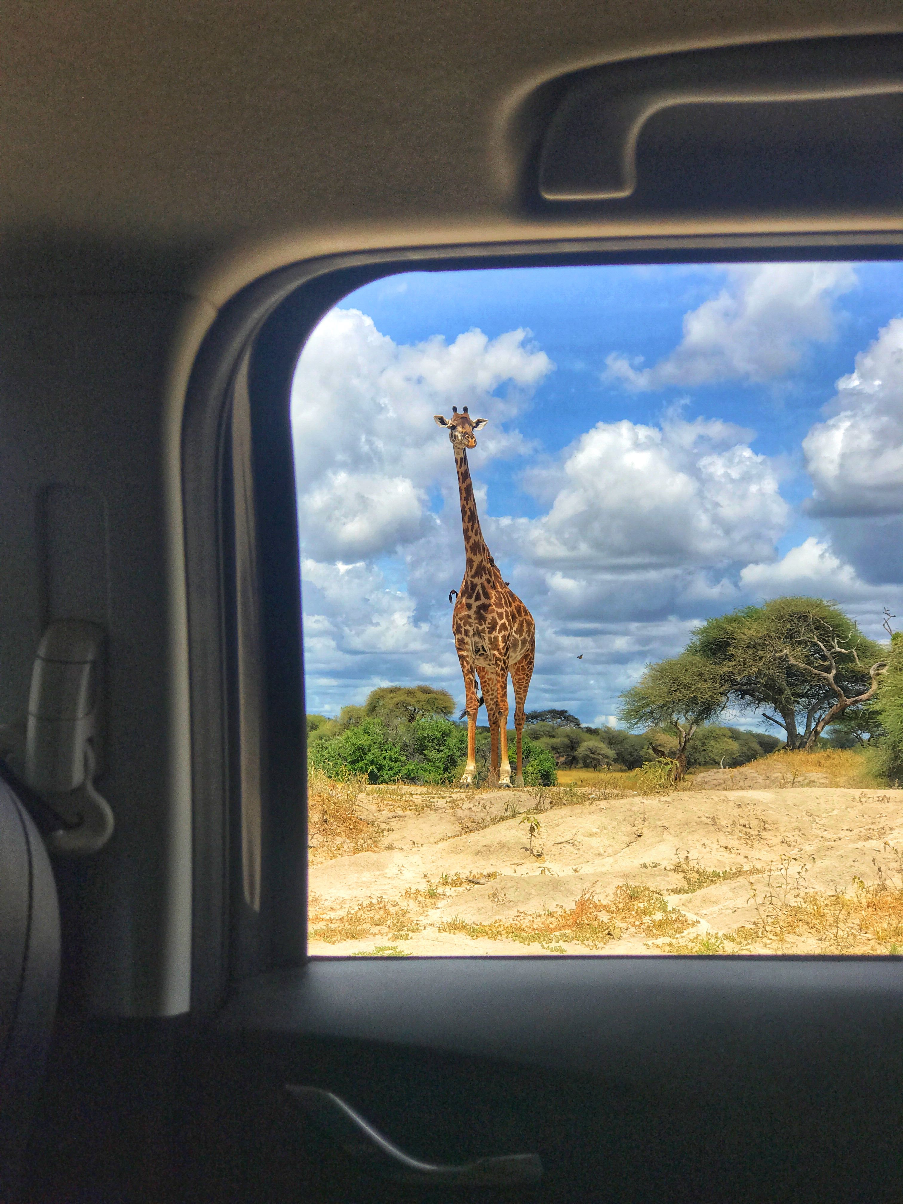 What Happens to Your Mind on a Safari — The Psychology of the Wild