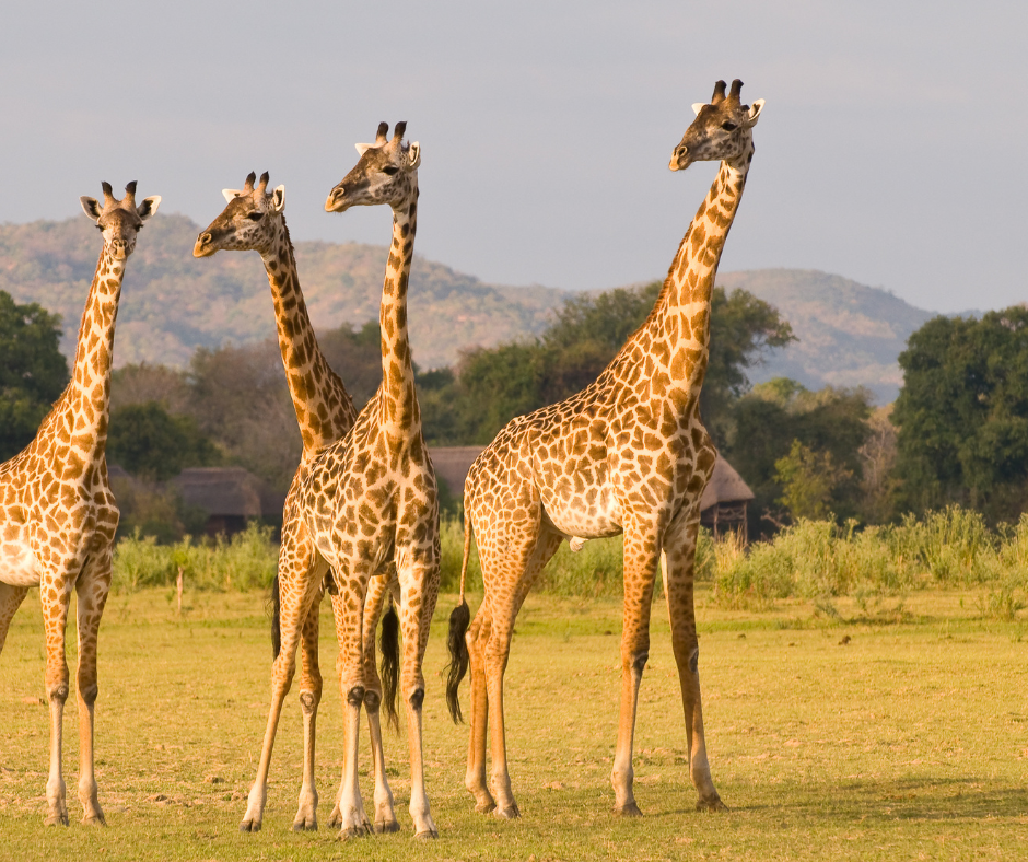 14 days tanzania wildlife and beach safari