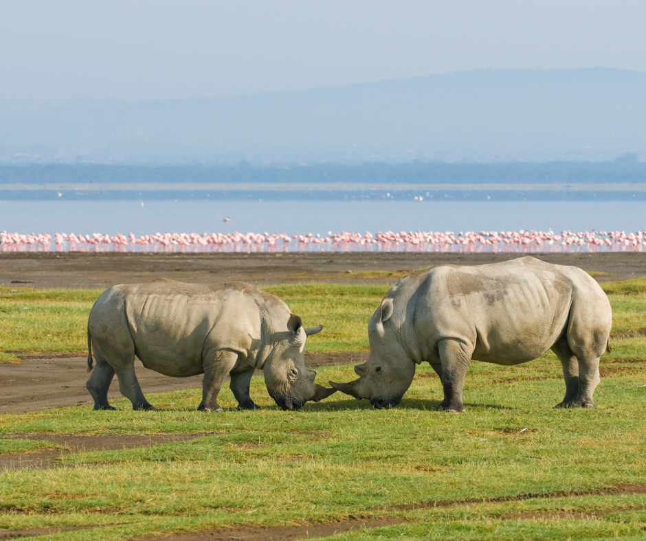2 days lake nakuru national park safari