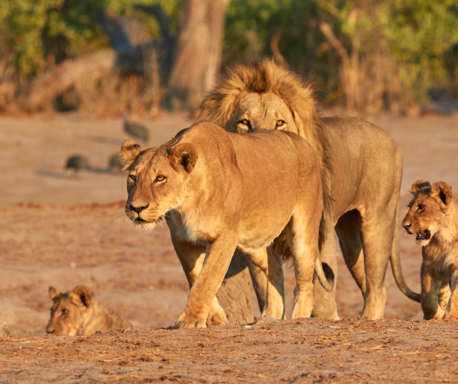 3 Days Masai Mara Safari