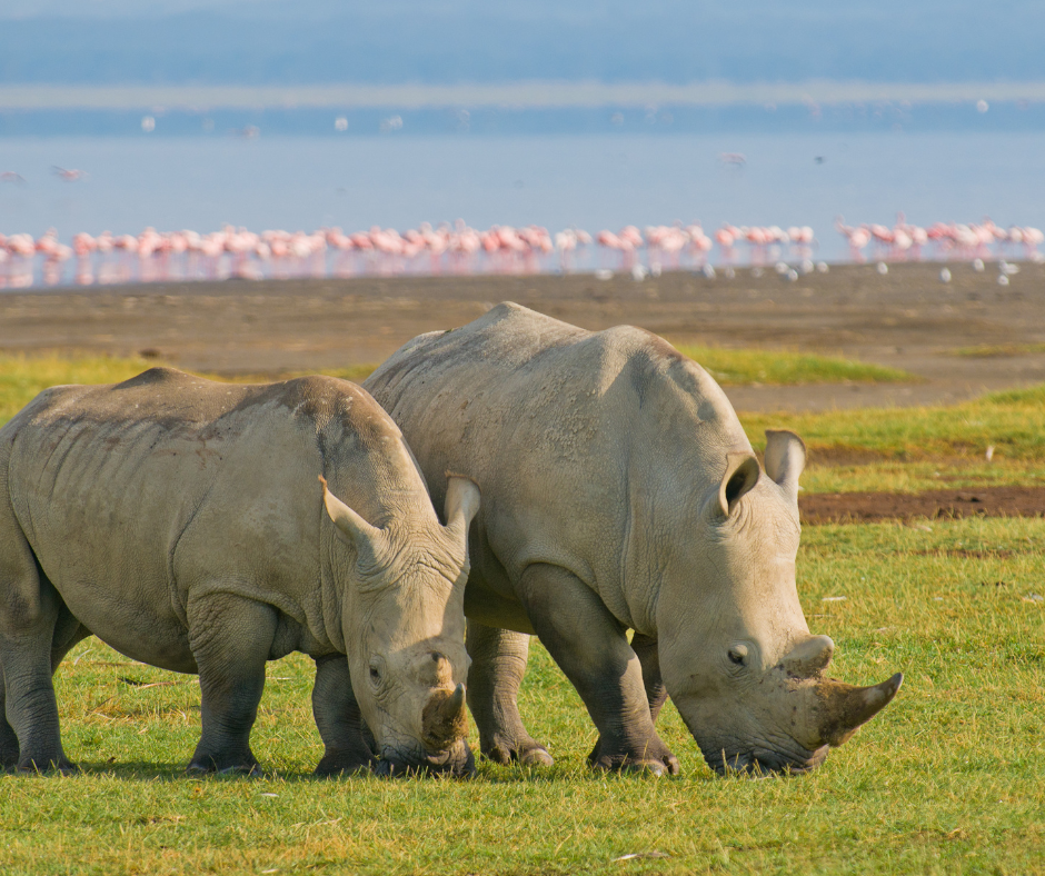 4 Days Masai Mara & L.Nakuru - Budget safari