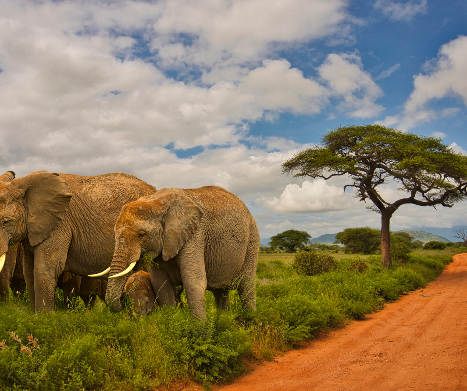 7 Days Kenya & Tanzania Wildlife Safari (with one way flight)