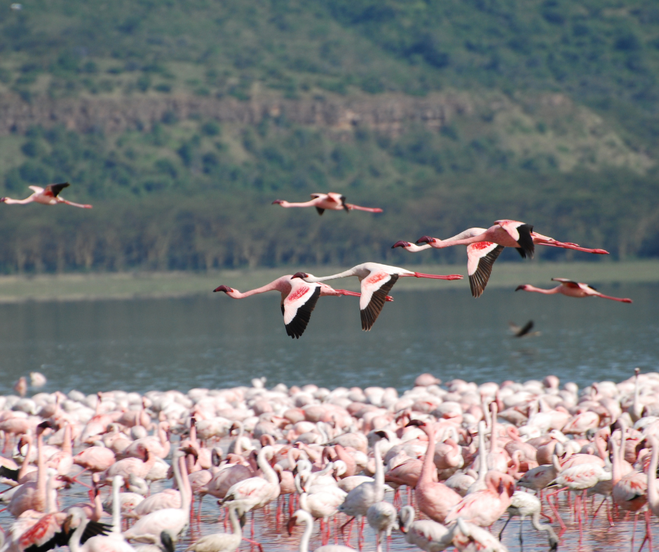 4 Days Nakuru & Masai Mara Luxury Safari